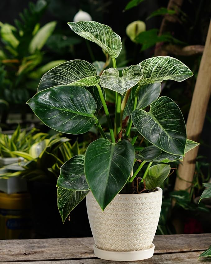 Plant Pots, Flower Pots, Planters for Indoor Plants(6.5+5.5inch), Flower Pots for Indoor Plant with Drainage Hole and Saucer, Ceramic Pots for Plants with Hole Mesh Pad,Reactive Glaze White