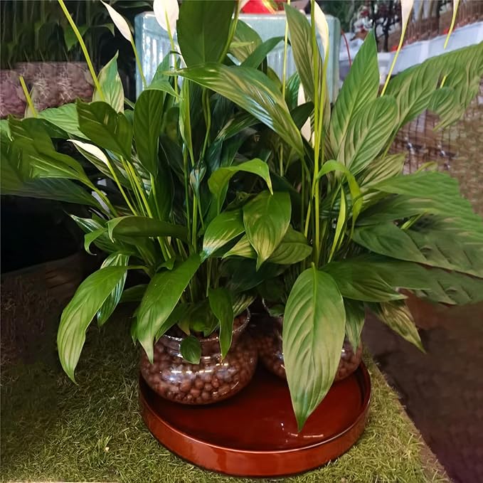 Ceramic Plant Saucer 12 Inch, Round Plant Trays for Indoors/Outdoors, Flower Pot Saucers for Holding Water Drips and Soil, Ceramic Drainage Tray for Plant Pot (Reactive Glaze Brown)