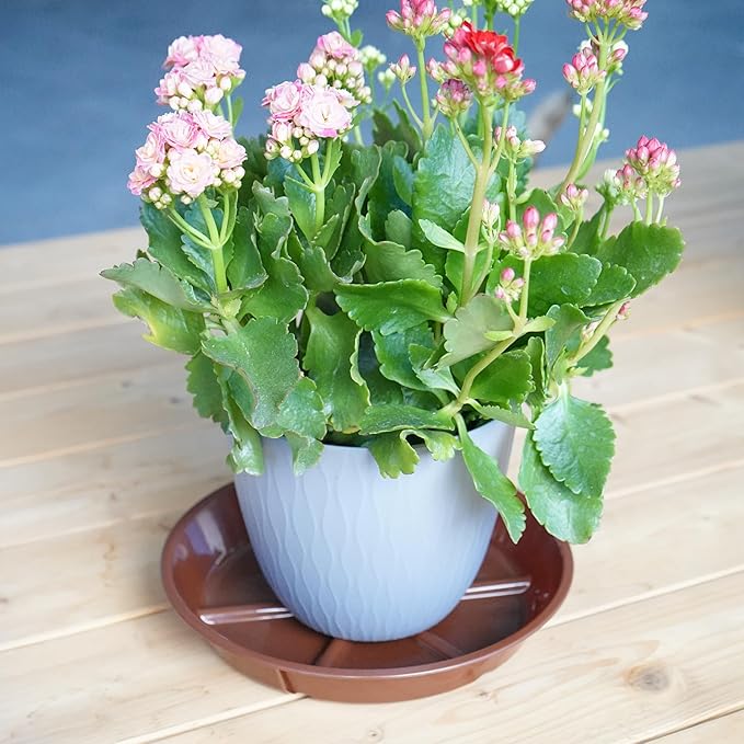 Plant Saucer Pot Tray 8 inch, 6 Packs Flower Planter Saucers, Heavy Drainage Tray for Indoors No Holes, Plastic Plant Saucers Water Catcher for Pots Base, Chocolate
