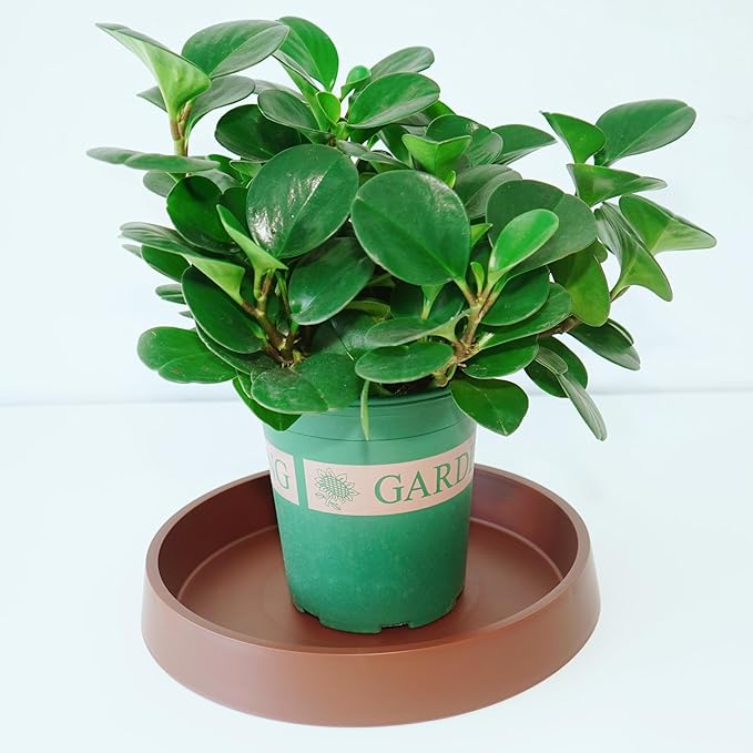 4 Pack Plant Saucer Tray for Ceramic Plastic Pots, 6 inch Plant Saucers for Indoors, Pot Saucers Trays, Flower Planter Water Drip Trays for Pots Base (6", Brown)