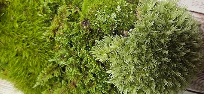 Super Fairy Garden Assortment Moss and Lichen for Terrarium, 6"x9" Bag