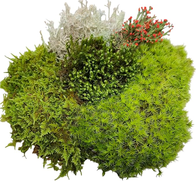 Super Fairy Garden Assortment Moss and Lichen for Terrarium, 6"x9" Bag