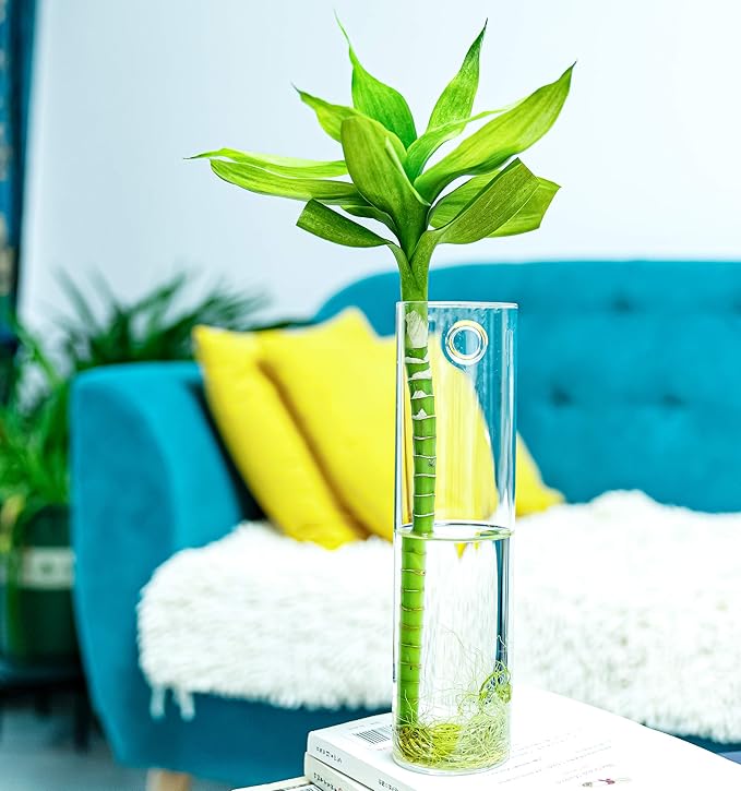 2 Pack Wall Hanging Planters Glass Terrariums - Cylindrical Plants Holders Air Plants Succulents Planters Flowers Glass Wall Vase Containers for Decor Indoor Garden