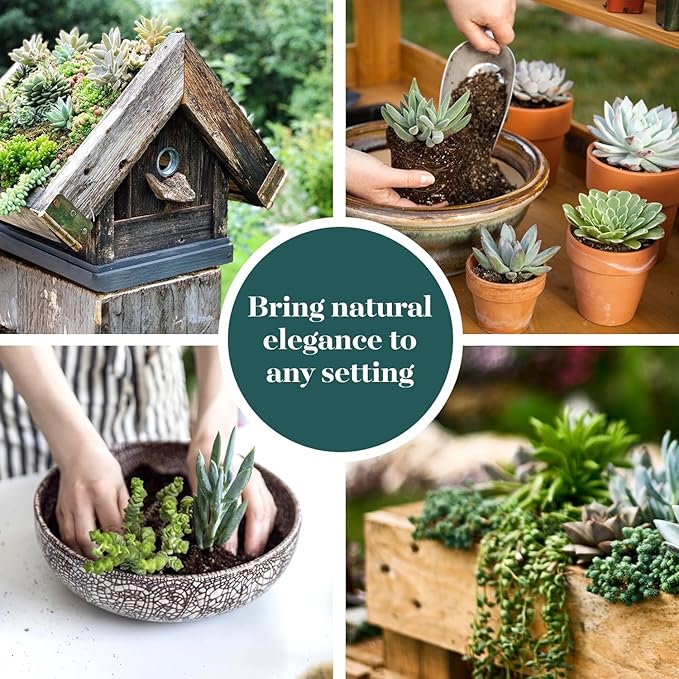 Shop Succulents | Verde Collection | Assortment of Hand Selected, Fully Rooted Live Indoor Green Succulent Plants, 4-Pack