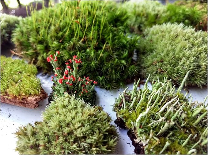 Super Fairy Garden Assortment Moss and Lichen for Terrarium, 6"x9" Bag