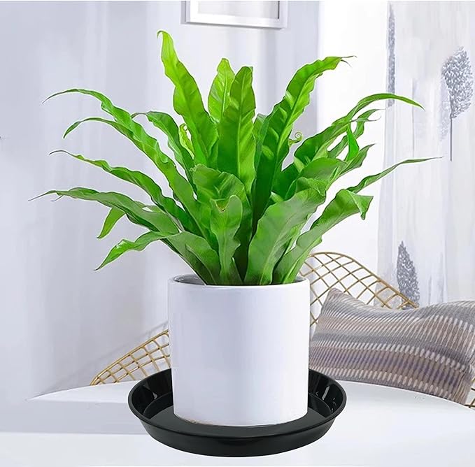 Plant Saucer Tray 6 inch, 6 Pack Plastic Plant Saucers for Indoors Outdoor, Heavy Duty Drainage Drip Water Trays for Planter Pots Flower, saucers for potted plants (6", Black)