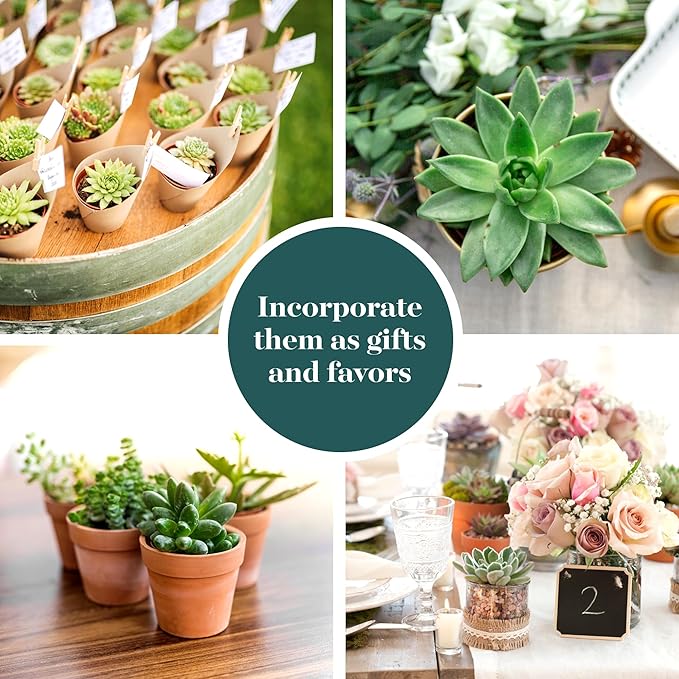 Shop Succulents Verde Succulent Plant Pack Bulk Collection - Live Mini Succulent Plants, Low Maintenance, Mix of Green Succulents & Textures - Wedding and Party Favors, Gift & Garden, Pack of 32