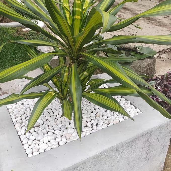 10 lbs White Gravel for Landscaping, 1-2 Inch Pebbles for Indoor Plants, Decorative River Rocks for Succulent, Vases, Aquariums, Crafting and Garden