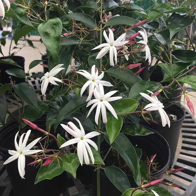 Live Angel Wing Jasmine (Jasminum Nitidum) Plants - Fragrant, White Blooming Evergreen Shrub for Any Garden (2 jas Angel sacs)