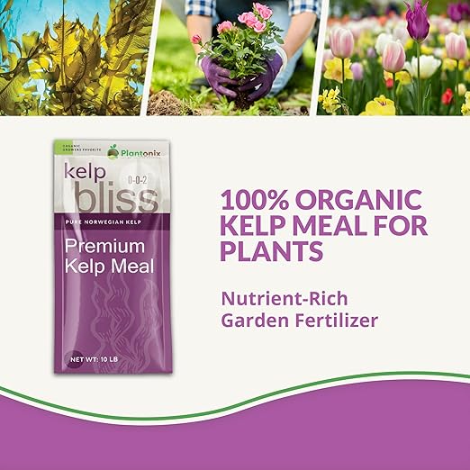 Kelp Bliss (40lbs) - Kelp Meal Organic Fertilizer for Plants, Garden Soil, Flowers, Vegetables, & Lawns - Organic Plant Food Rich in Vitamins & Nutrients - 100% Natural Renewable Soil Amendment