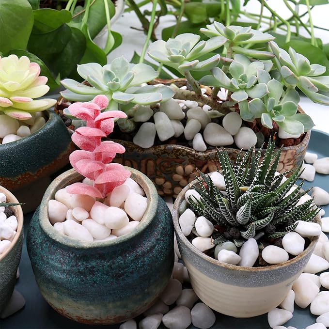 White Rocks for Plants. White Decorative Polished Pebbles. 3/8 Inch – 10lbs for Plants,Garden, Landscaping, Succulents, pots, Plants (XSM (0.375 Inch), White - Lightly Polished, 10)