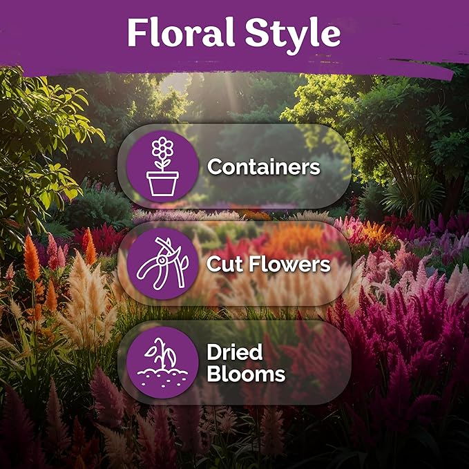 KVITER 500 Mixed Pampas Plume Seeds for Planting (Celosia plumosa) – Celosia Flower Seeds, Silver Plumes Cockscomb – Non GMO Full Sun Flower Seed Packets for Home Garden, Containers, Flowers Beds
