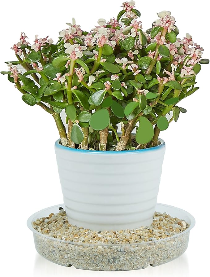 Idyllize 10 Piece of 12 inch Clear Plastic Plant Saucer Drip Trays for pots (12")