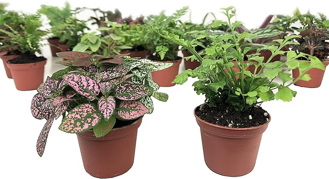 Mini Terrarium Plants (2 Plants) Fairy Garden Plants (Assorted Varieties) (2" Pots)