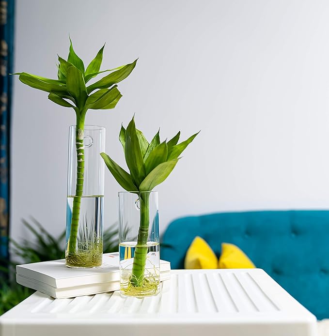 2 Pack Wall Hanging Planters Glass Terrariums - Cylindrical Plants Holders Air Plants Succulents Planters Flowers Glass Wall Vase Containers for Decor Indoor Garden