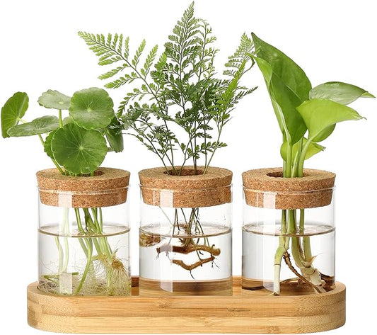 3Pcs Propagation Stations, Plant Terrarium with Lid and Wooden Stand,Desktop Glass Planter Hydroponics Vase,Home Office Living Room Decor Gifts