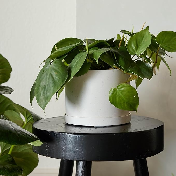 Bloem Mathers 6" Vanilla Bean Round Modern Resin Garden Planter Pot with Drainage Holes and Removable Saucer Tray Included