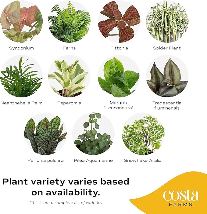 Costa Farms Mini Live Indoor Plants 2in Nursery Pot Easy to Grow Houseplant (3 Pack) 4-Inches Tall, Grower's Choice, Home Décor or DIY Gift