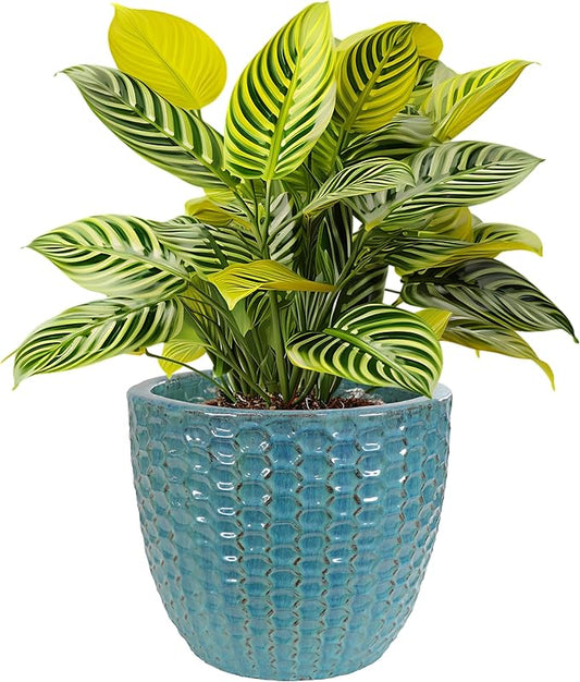 Sunnydaze 14" Raised Hexagon Pattern Glazed Ceramic Plant Pot - Features 1 Drainage Hole - 1.75 Gal Soil Capacity - Turquoise