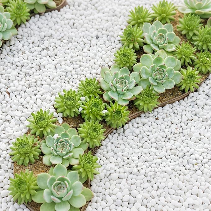 Mr. Fireglass 10 lbs White Pebbles,1/5" Natural Decorative River Rocks Aquarium Gravel for Indoor Plants, Vases, Succulents and Outdoor Garden Landscaping (Pack of 2)