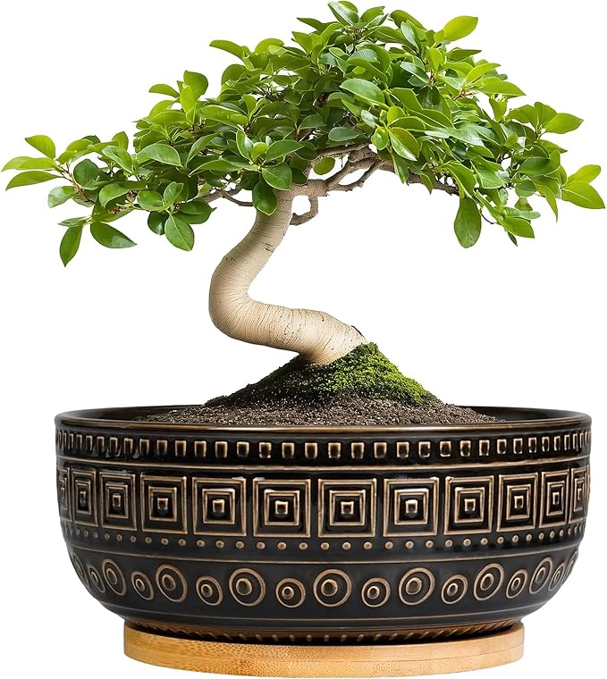 G EPGardening Bonsai Planter - 8 Inch Ceramic Succulent Pots with Drainage and Plant Saucer, Round Shallow Planter Bowl for Indoor Plants Flower, Boho Garden House Decor, Plant Lovers Gifts, Black