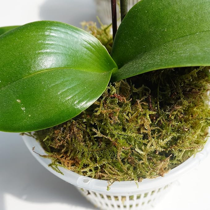 1 lb Natural Orchid Moss for Potted Plants, Nice Soilless Potting Soil for Seedling and Cutting, Good Idea for Reptile Terrarium, Crafts, Garden Decoration