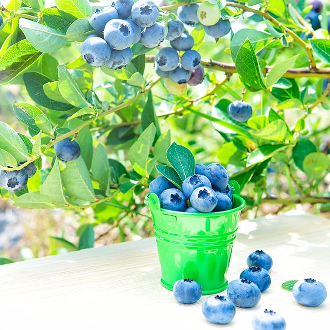 Organic Blueberry Soil Mix, Indoor Plants Potting Mix for All Potted Blueberry, Grow Healthy houseplants Indoors