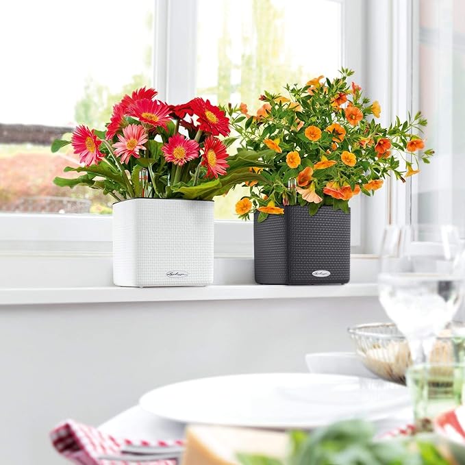Lechuza 13580 Cube Color 16 Self-Watering Planter for Indoor and Outdoor Use, 7" x 7" x 6", White