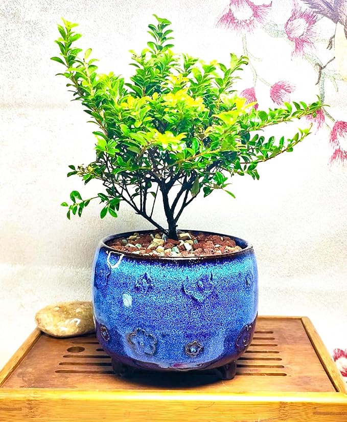 Arktiva Ceramic Planter Pot w/Drainage, 4.75 Inch Dia, Indoor Outdoor, Home Patio Garden, Plants, Flower Succulent, Glazed Plum Blossom Round