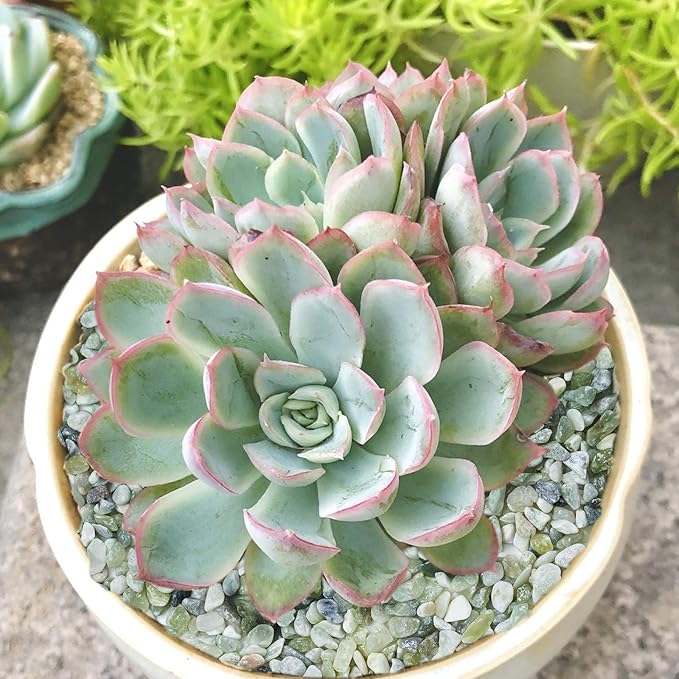 Succulent and Cactus Bonsai DIY Rocks, Jade Bean Pebbles, Natural Decorative Polished Stones Vase Fillers Gravel for Plants，Terrarium, Fairy Gardening, Indoor Outdoor Decor Ornamental Stones.