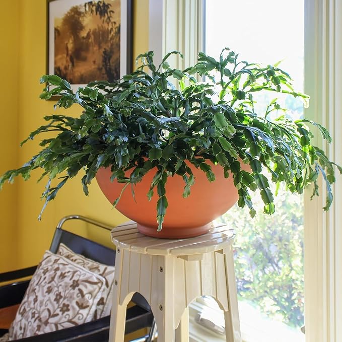 Small Burnt Sienna Decorative Bowl for Home Garden Tabletop Accent Rustic Indoor Outdoor Display Planter Style Bowl for Modern Decor Entryway Living Room Patio Styling