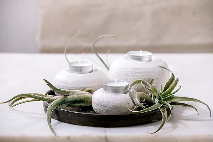 Air Plant Low Light House Plants Box (3PK) Tillandsia Air Plants Live Houseplants Live Indoor Plants Live Succulents Plants Live Terrarium Plants Live, Air Plant Holder Airplant Kit by Plants for Pets