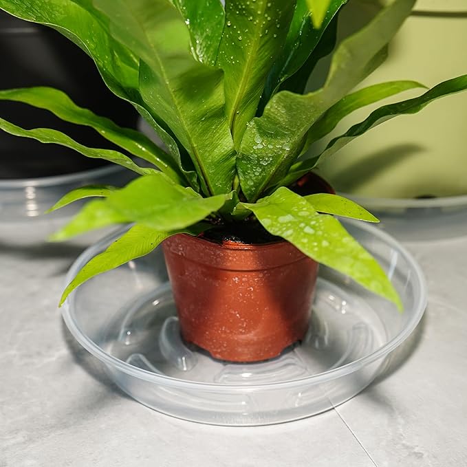 10 Packs Plant Saucer Pot Tray, 6 8 10 inch Clear Flower Planter Saucers and Drip Trays, Plastic Flower Planter Saucers for Indoors Outdoors, Heavy Durable Plant Plate Water Catcher