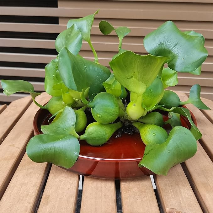 Ceramic Plant Saucer 10 Inch, Round Plant Trays for Indoors/Outdoors, Flower Pot Saucers for Holding Water Drips and Soil, Ceramic Drainage Tray for Plant Pot (Reactive Glaze Brown)