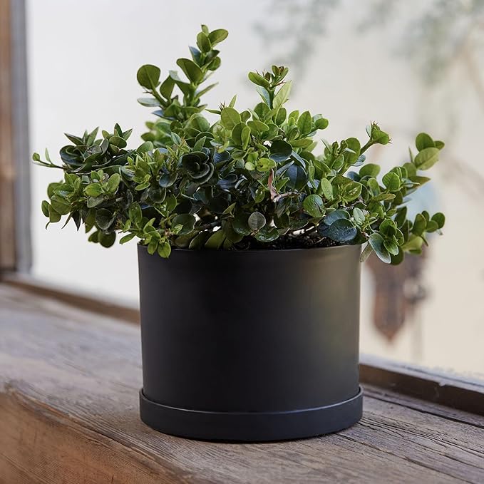 Bloem Mathers 6" Black Round Modern Resin Garden Planter Pot with Drainage Holes and Removable Saucer Tray Included