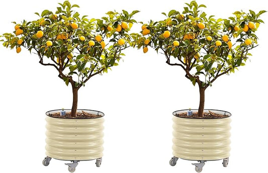 Rolling Metal Citrus Tree Planter, Self-Watering Round Large Pot for Growing Trees Tomatoes Vegetables and Flowers, Raised Garden Bed with Wheels for Porch Patio & Backyard, Twin Pack-Pearl White