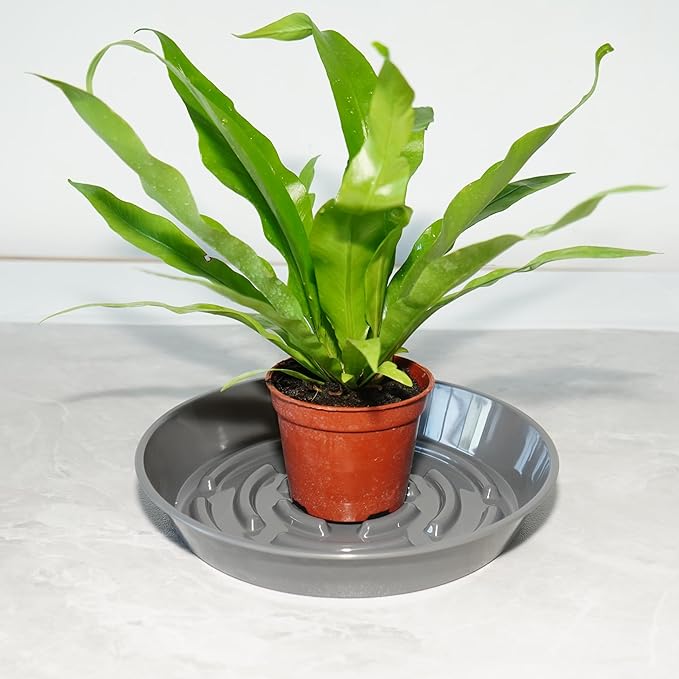 6 Packs Plant Saucer Pot Tray, 8 inch Grey Flower Planter Saucers and Drip Trays