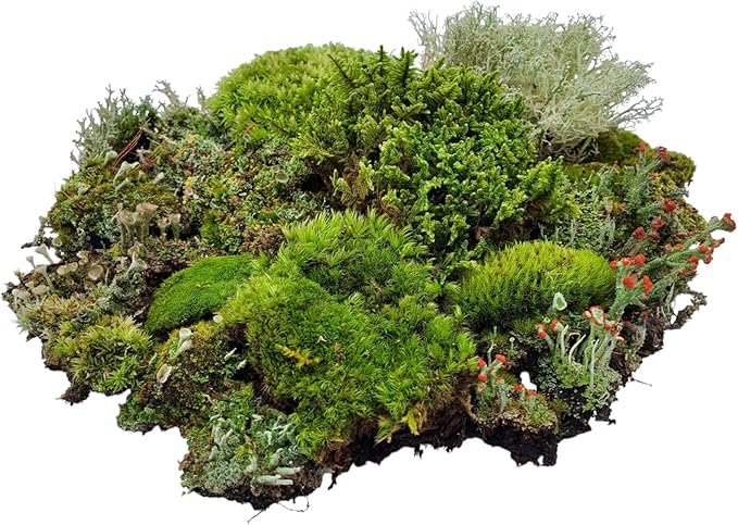 Large Super Fairy Garden Assortment Moss and Lichen for Terrarium, 9"x12" Bag