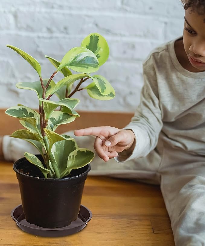 6 Pack of Plant Saucer 10 Inch, 10 inch Plant Saucer Round, Plastic Flower Plant Trays for Pots, Plant Saucers for Indoors 9", Plant Pot Saucers, Planter Tray for Planter 8-10" (10", Brown)