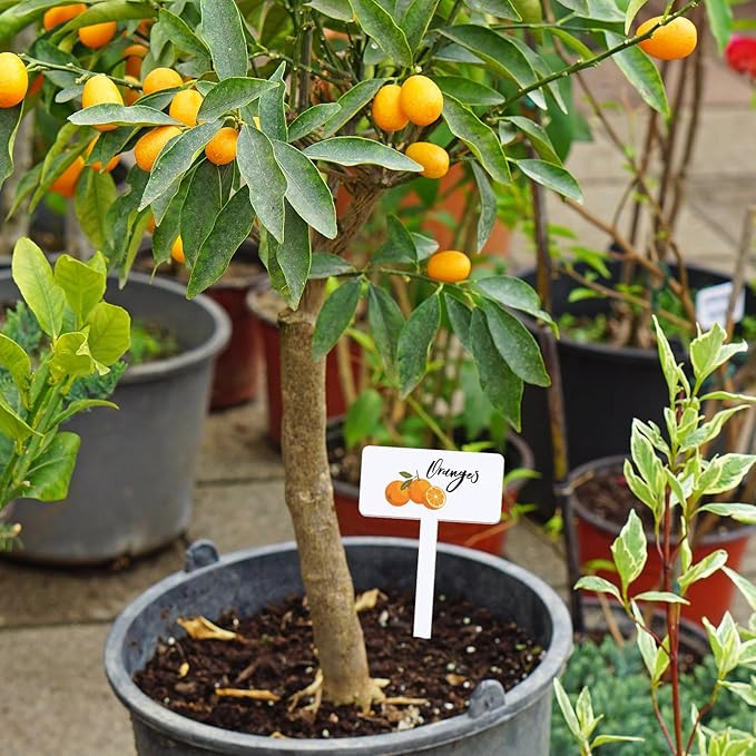 30 Pcs Acrylic Fruit Plant Labels for Outdoor Garden Waterproof Garden Markers for Plants, Fruit Seeds Name Tags for Planting 15 Styles T-Type Reusable Plant Labels for Nursery Decoration