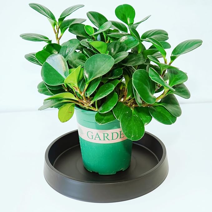 2 Pack Plant Saucer Tray for Ceramic Plastic Pots, 6 inch Plant Saucers for Indoors, Pot Saucers Trays, Flower Planter Water Drip Trays for Pots Base (6", Black)