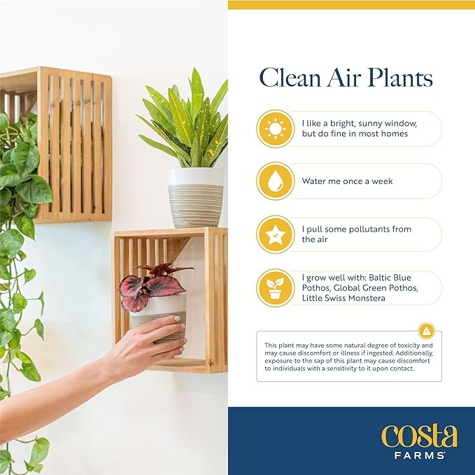 Costa Farms Live Indoor Plant Pack in Plastic Pots, Easy to Maintain, Air Purifying Indoor Houseplants, Assorted Varieties, Room or Office Decor, House Warming Gift, 8-12 Inches Tall, Pack of 4
