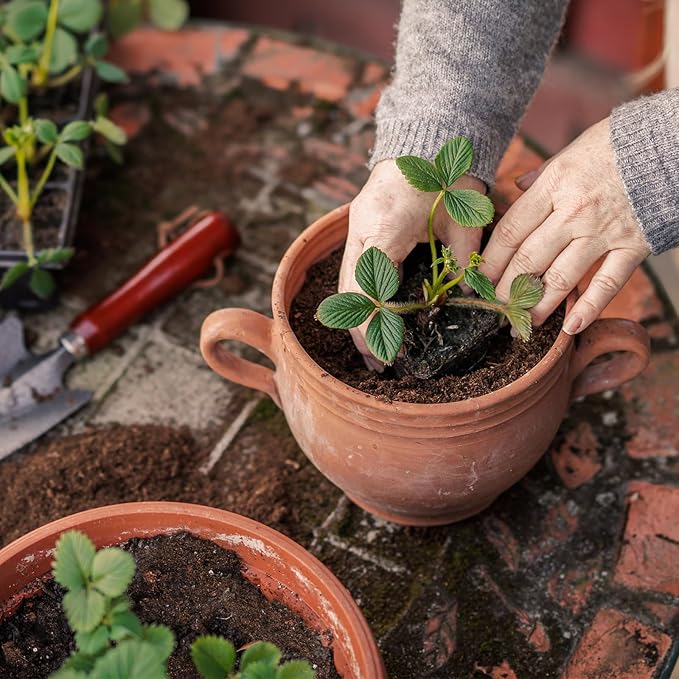 Organic Strawberry Soil Mix 10qt, Indoor Plants Potting Mix for All Potted Strawberry, Grow Healthy houseplants Indoors