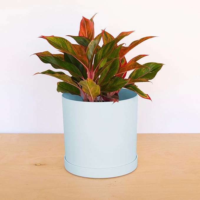 Bloem Mathers 10" Misty Blue Round Modern Resin Garden Planter Pot with Drainage Holes and Removable Saucer Tray Included
