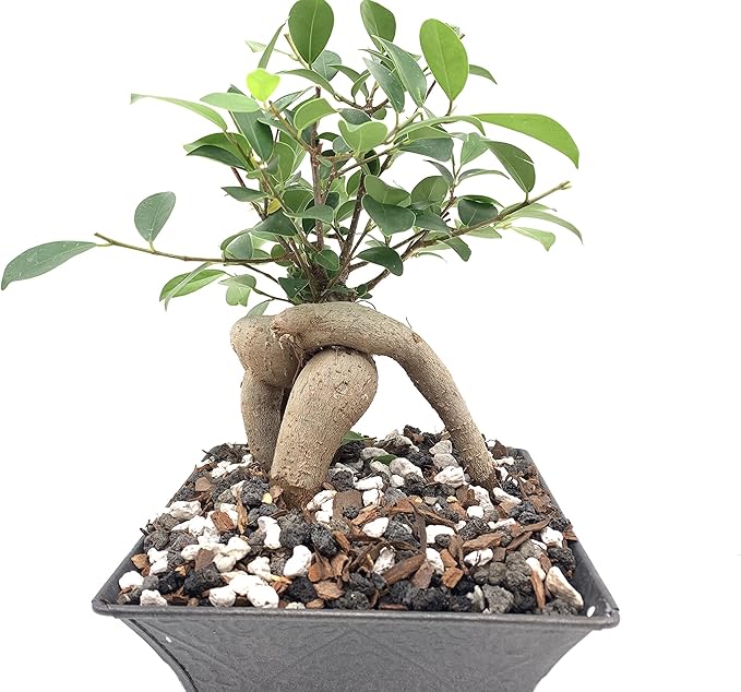 Bonsai Soil by The Bonsai Supply – 20qts. Professional Bonsai Soil Mix | Ready to use| Great for All Bonsai Tree Varieties.