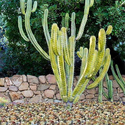 5LB Succulent and Cactus Colorful Pebbles, 3/8 Inch Pebbles for Indoor Plants, Natural Decorative Polished River Rocks for Vases, Planters and Outdoor Gardening