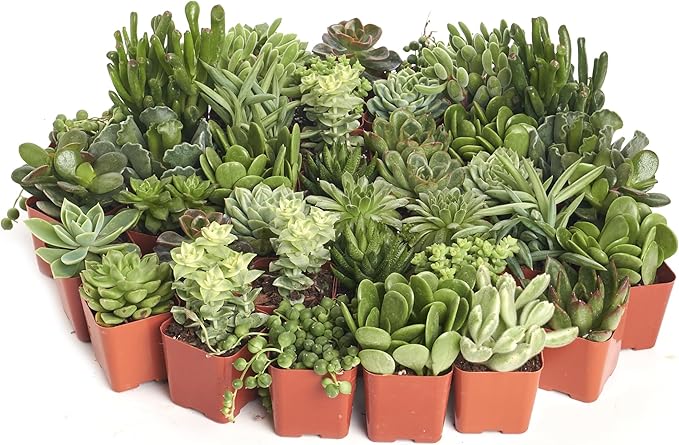 Shop Succulents Verde Succulent Plant Pack Bulk Collection - Live Mini Succulent Plants, Low Maintenance, Mix of Green Succulents & Textures - Wedding and Party Favors, Gift & Garden, Pack of 140
