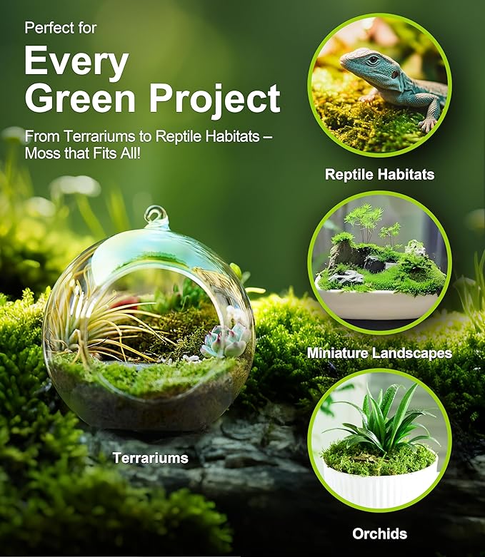 Fresh Real Live Moss Variety Pack for Orchids & Mini Landscapes DIY Terrariums, Bonsai, Reptile Habitats & Potted Plants | Revives Quickly with Mist, Soft Green Texture (Whole 8"x8" Leucobryum Moss)