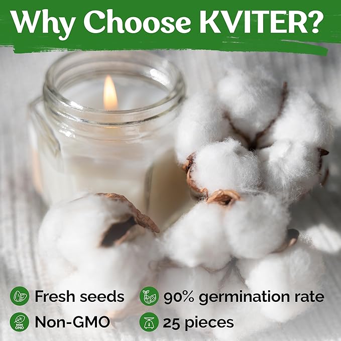 KVITER 25 White Cotton Seeds for Planting (Gossypium hirsutum) – Real Cotton Plant, Cottons Seeds for Growing, Heirloom & Non-GMO Cotton's Plant Seeds for Gardeners – Perfect for Ornamental or Fiber