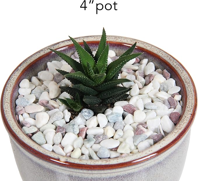 Decorative Pebbles for Plants and Vases - White Rocks with Red, Green, and Blue Pastel Accents - 2.5 lbs Natural Stone Top Dressing for Potted Plants and Succulents - 1/5" to 3/8" Size (5-10 mm)